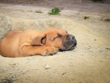 Chien africain : Quelles sont les races ?