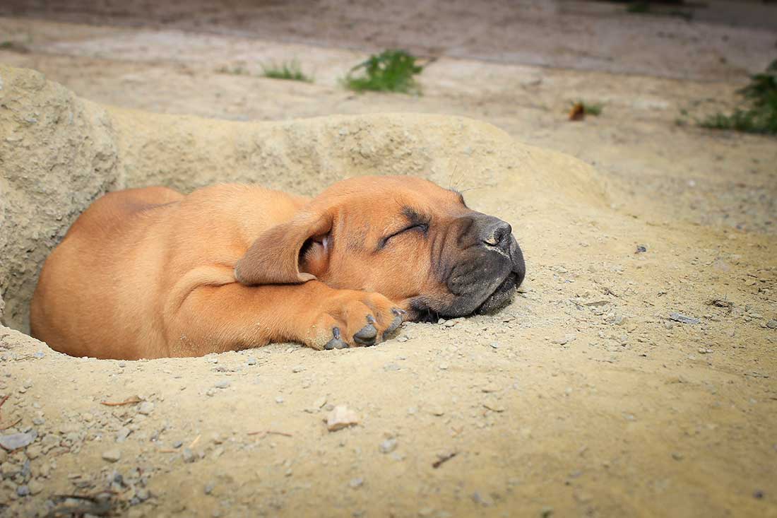 Chien africain : Quelles sont les races ?