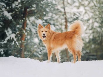 Pourquoi les chiens remuent la queue ?
