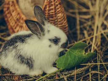 Combien de dents à un lapin ?