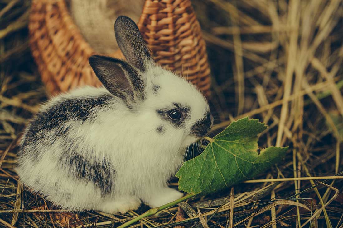 Combien de dents à un lapin ?