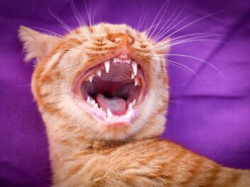 Combien de dents a un chat ?