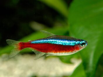 Comment dorment les poissons ?