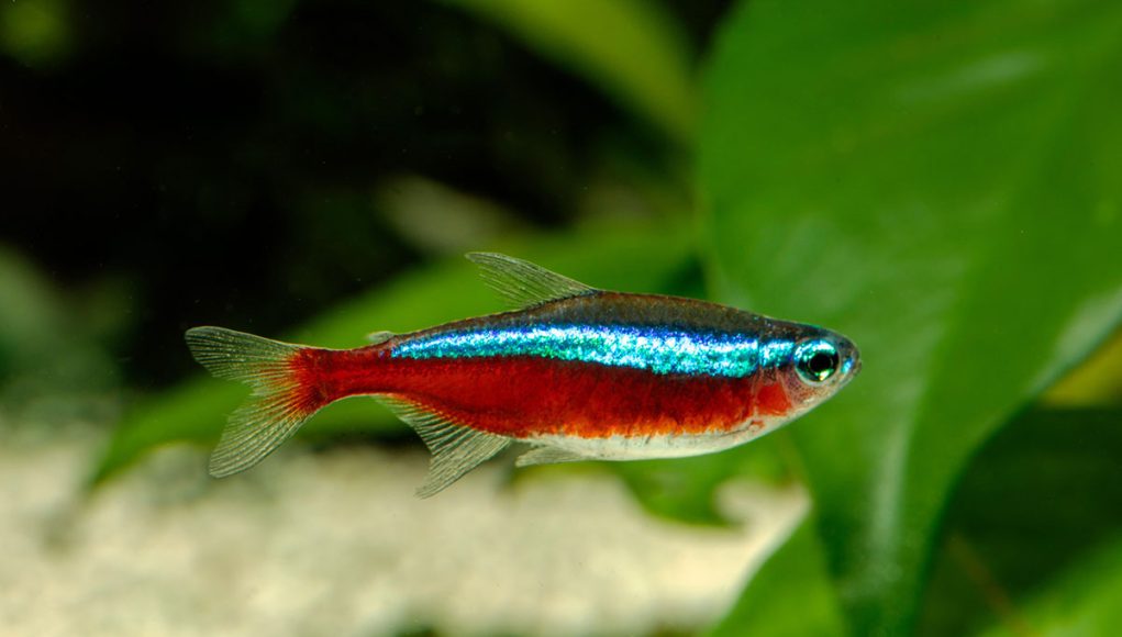 Comment dorment les poissons ?