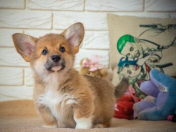 Chiots Corgi : Photos mignonnes et faits
