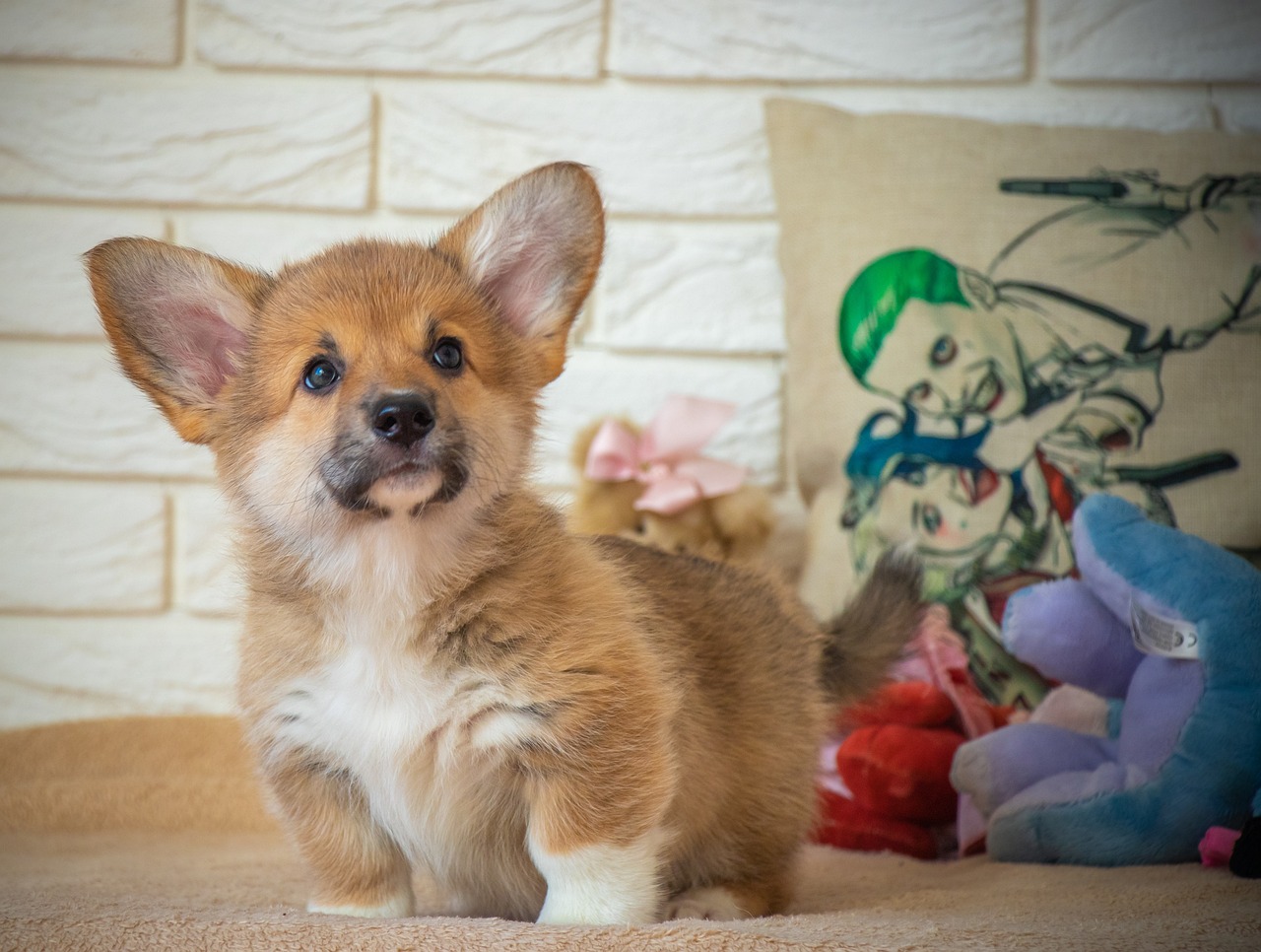 Chiots Corgi : Photos mignonnes et faits