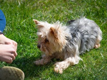 Les cours de dressage de chiens