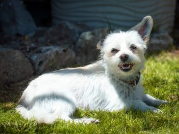 Voici 8 races de chien qui sont les plus inaccessibles