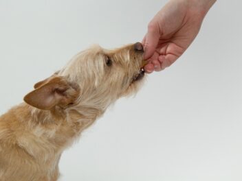 10 aliments mauvais pour les chiens