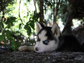 Chiots Husky Sibérien : Photos mignonnes et faits