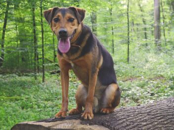 Découvrez vite ces races de chien qui ne sont pas du tout vulnérables