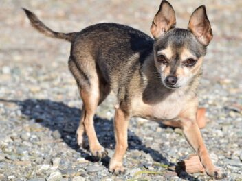 Ces races de chien sont les plus vulnérables de toutes