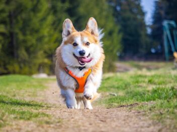 Quelles sont ces races de chien qui ne sont pas du tout citadines ?