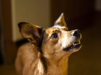 Comment dresser un chien sourd