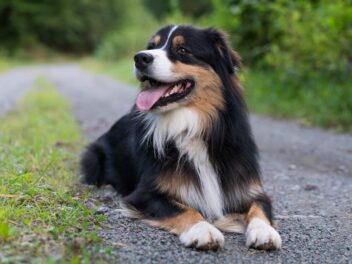 Voici les 8 races de chien qui vont vous combler de joie