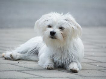 Découvrez ces races de chien qui sont les plus citadines