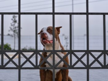 L&rsquo;anxiété de séparation chez le chien