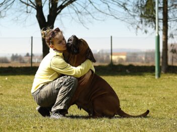 Voici les 8 races de chien qui font le plus attention à leur maître