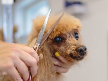 Conseils de toilettage pour les nouveaux parents de chiens