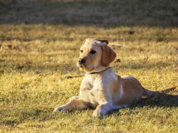 Conseils pour dresser un chien sourd