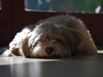 Comment aider un chien qui s&rsquo;ennuie