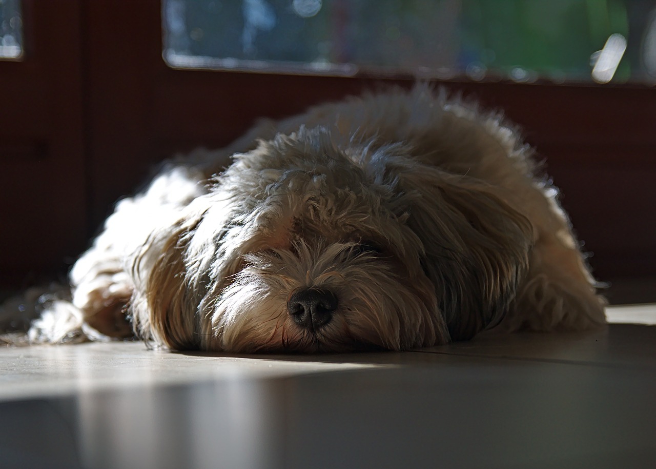 Comment aider un chien qui s