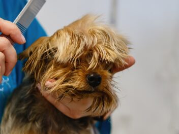 Comment choisir le toiletteur idéal pour votre chien