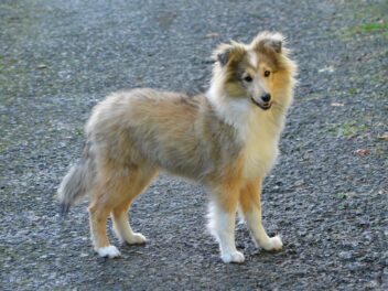 Découvrez ces races de chien qui sont très faciles à dompter