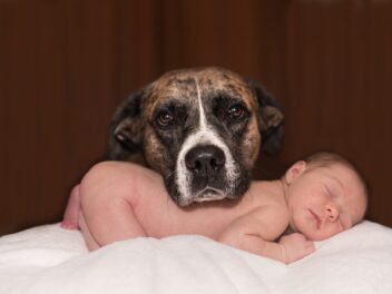 Comment présenter votre chien à un nouveau bébé ?