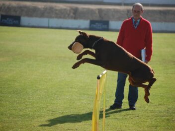 4 signes d&rsquo;un bon dresseur de chiens