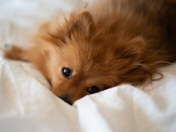 Chiots de Poméranie : Photos mignonnes et faits