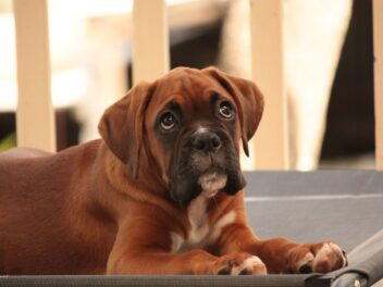 Chiots Boxer : Photos mignonnes et faits