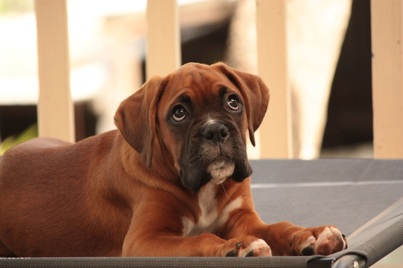 Chiots Boxer : Photos mignonnes et faits