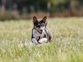 Des activités amusantes pour garder votre chien heureux et en bonne santé
