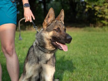 Ces races de chien sont très faciles à domestiquer