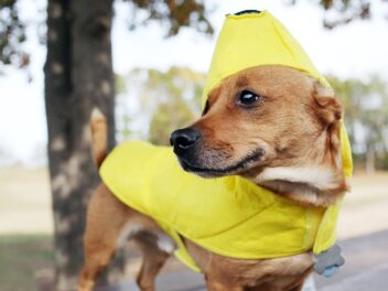 Les chiens peuvent-ils manger des bananes ?