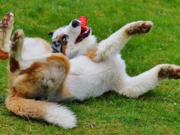 5 avantages de jouer avec son chien