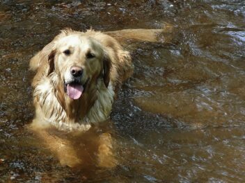Voici les 8 races de chien qui sont très à l’aise dans l’eau