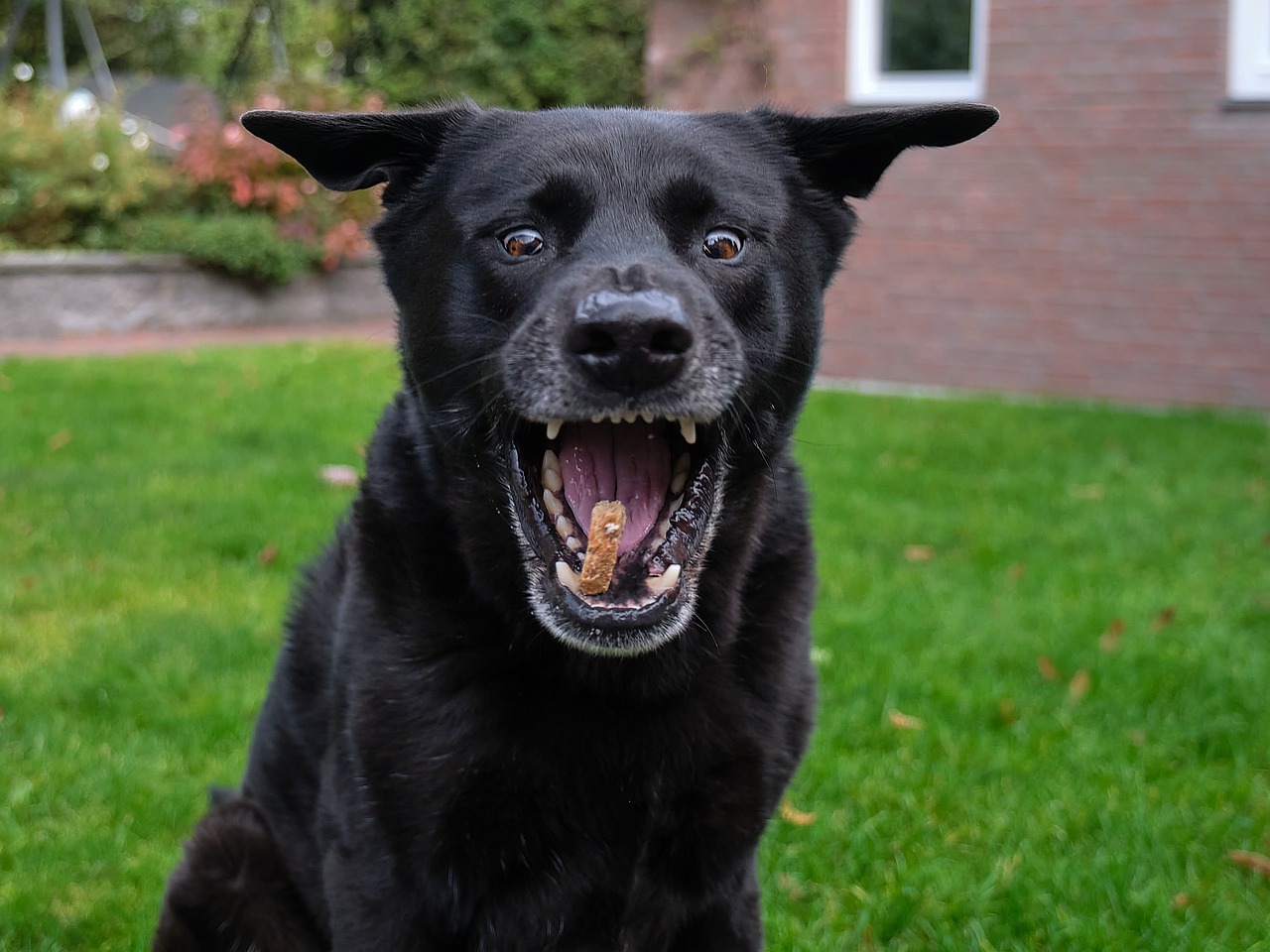 Comment choisir les bonnes friandises pour chiens