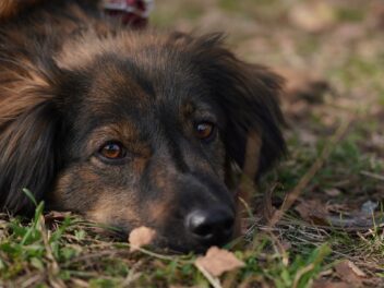 Découvrez ces races de chien qui ne jacassent pas beaucoup