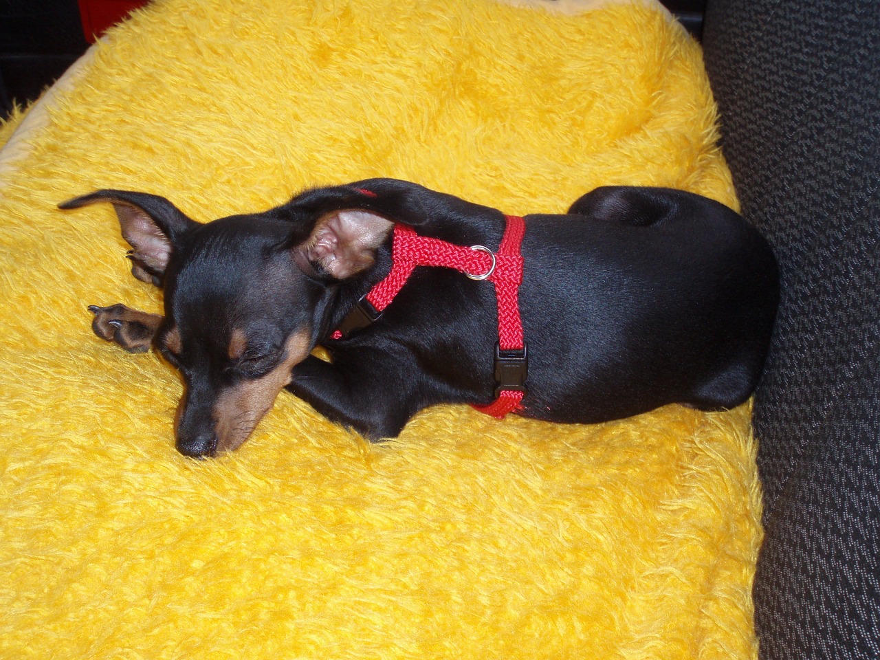 Élever un chiot : 6 conseils pour l&rsquo;apprentissage de la propreté