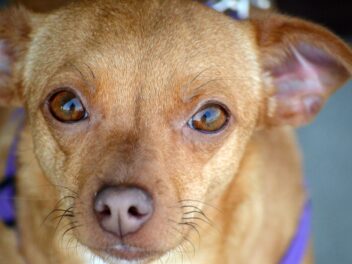 Voici 8 races de chien qui vénèrent leur maître comme des Dieux