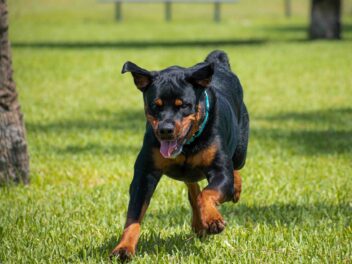 Chiots Doberman Pinscher : Photos mignonnes et faits