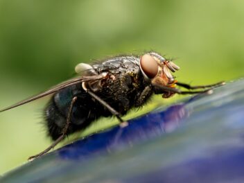 Est-ce que les mouchent dorment ?