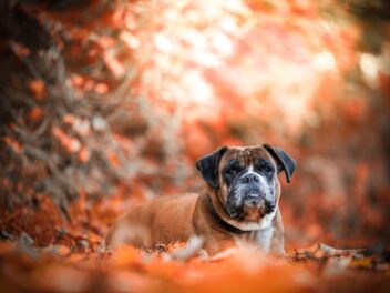 Attention, ces races de chien ne vont pas plaire à tout le monde