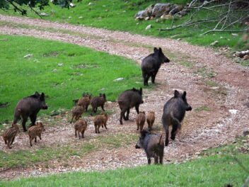 Comment s&rsquo;appelle la femelle du sanglier ?