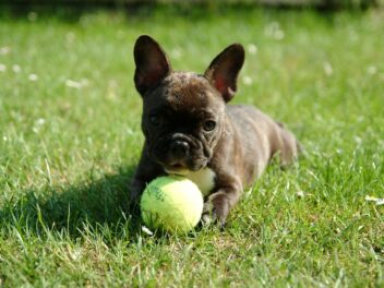 Chiots bouledogues français : Photos mignonnes et faits