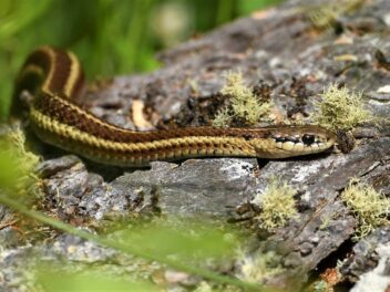 5 conseils pour éviter les serpents lorsque vous promenez votre chien