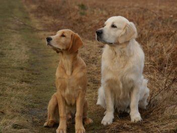 Voici 8 races de chien vont plaire à beaucoup de monde