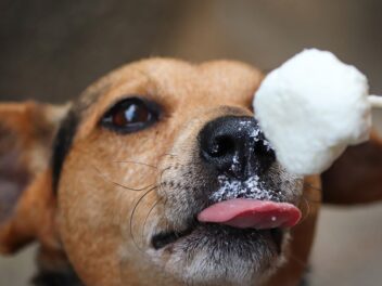 Les friandises qui sont en fait bonnes pour votre chien